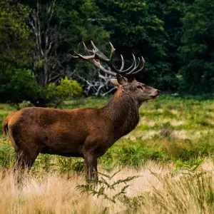 Large Deer In The Forest